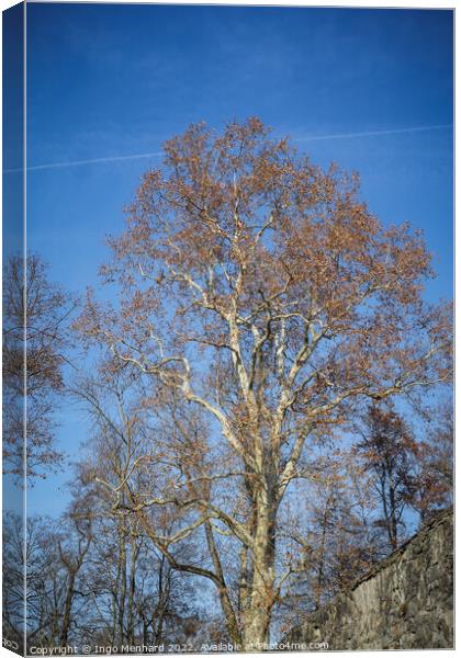 Vertical shot of a bare tree against a blue sky Canvas Print by Ingo Menhard