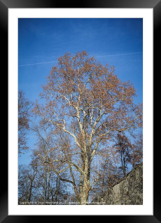 Vertical shot of a bare tree against a blue sky Framed Mounted Print by Ingo Menhard