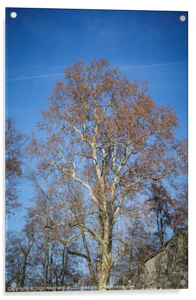 Vertical shot of a bare tree against a blue sky Acrylic by Ingo Menhard