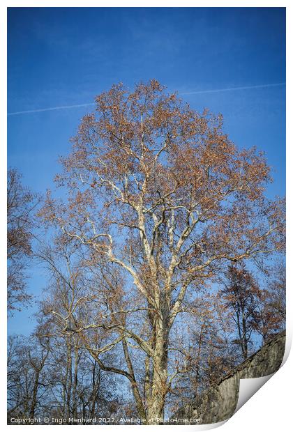 Vertical shot of a bare tree against a blue sky Print by Ingo Menhard