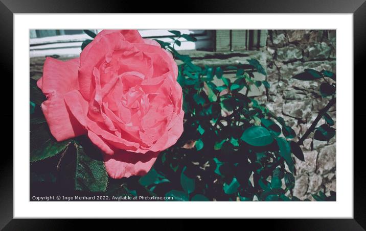 Beautiful shot of pink rose in the garden Framed Mounted Print by Ingo Menhard