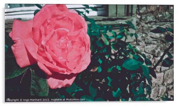 Beautiful shot of pink rose in the garden Acrylic by Ingo Menhard