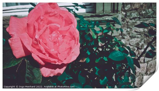 Beautiful shot of pink rose in the garden Print by Ingo Menhard