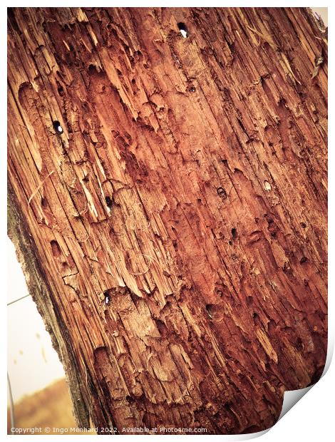 Large piece of wood from inside Print by Ingo Menhard