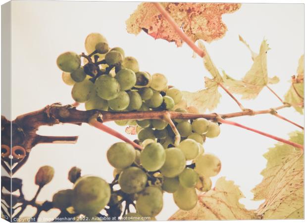 A low angle shot of a grape tree leaves and grapes on a sunny day Canvas Print by Ingo Menhard