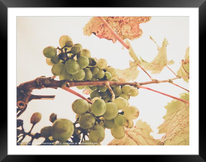 A low angle shot of a grape tree leaves and grapes on a sunny day Framed Mounted Print by Ingo Menhard