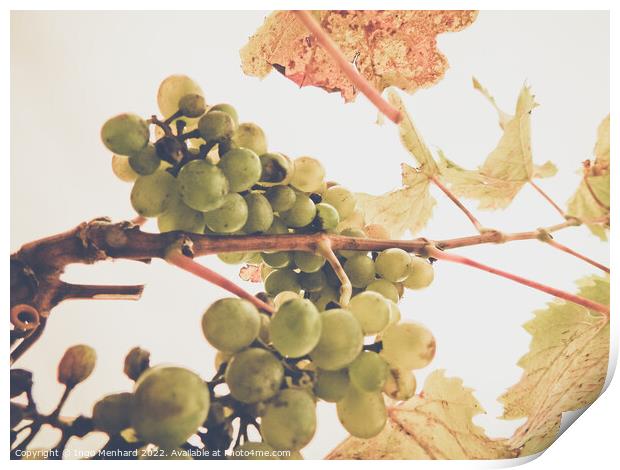 A low angle shot of a grape tree leaves and grapes on a sunny day Print by Ingo Menhard