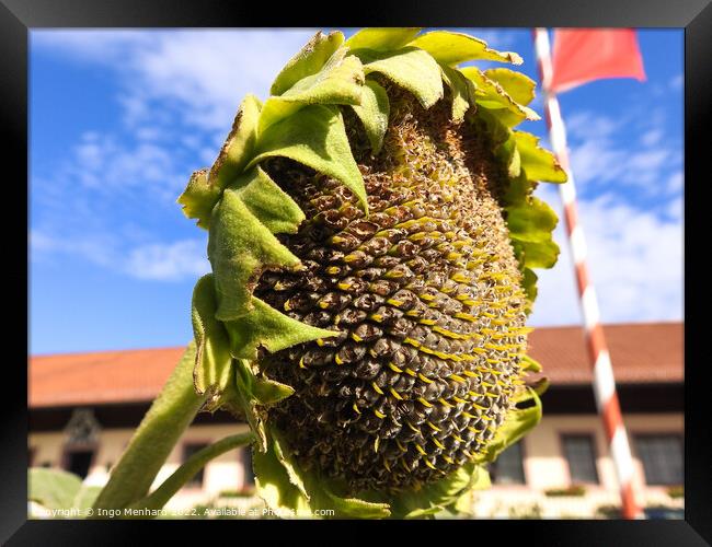 Sun flower in front of blue sky Framed Print by Ingo Menhard