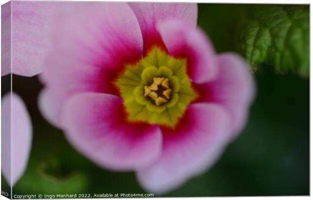 Closeup shot of a pink Primula vulgaris Canvas Print by Ingo Menhard