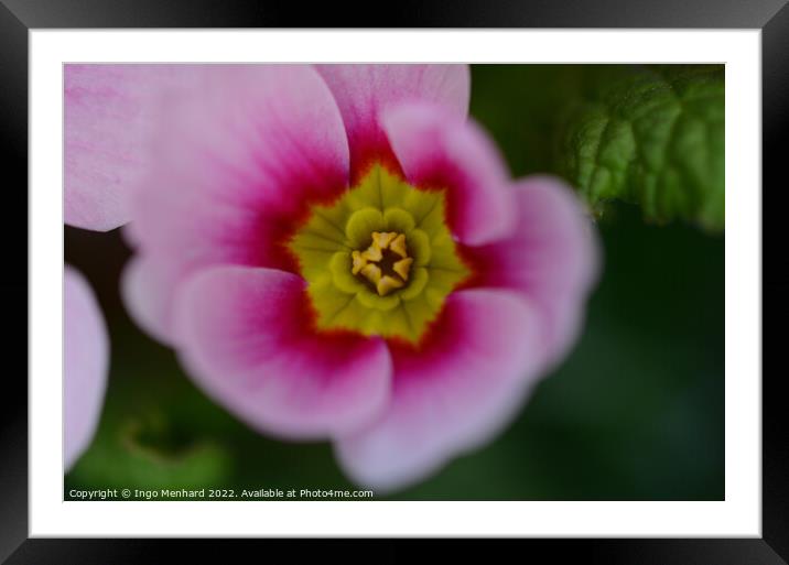 Closeup shot of a pink Primula vulgaris Framed Mounted Print by Ingo Menhard