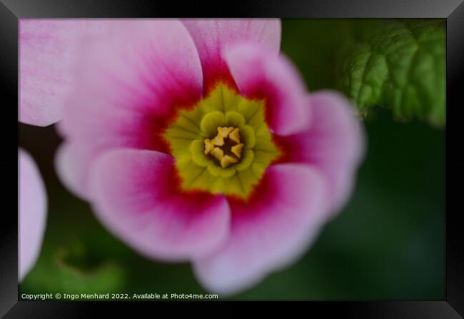 Closeup shot of a pink Primula vulgaris Framed Print by Ingo Menhard