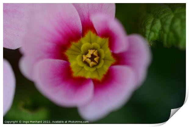 Closeup shot of a pink Primula vulgaris Print by Ingo Menhard