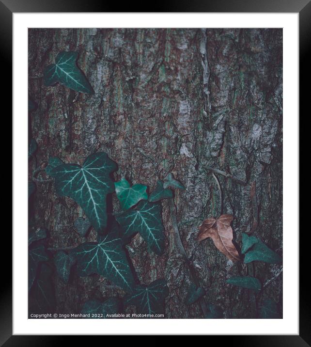 Matte leafs in front of a wooden tree trunk background Framed Mounted Print by Ingo Menhard