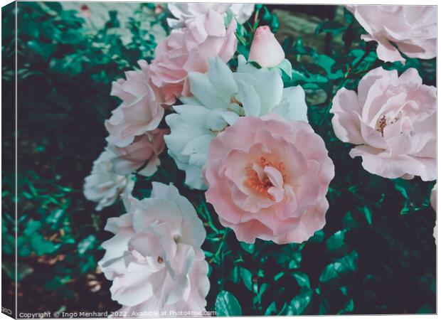 Closeup shot of roses on a bush Canvas Print by Ingo Menhard