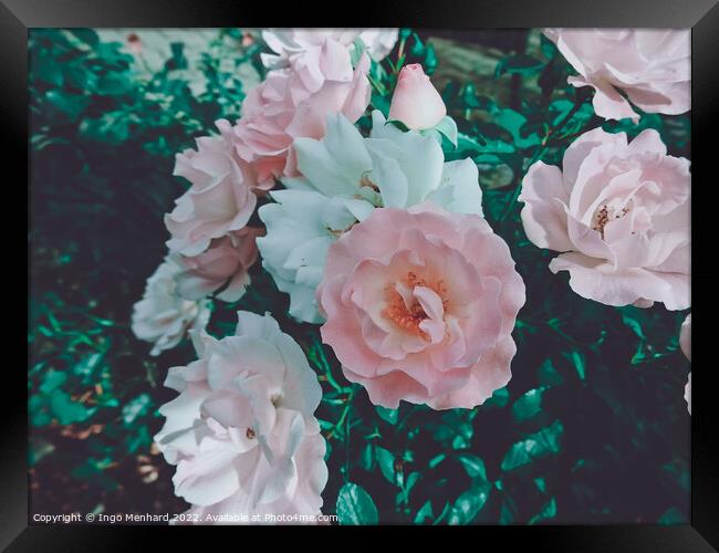 Closeup shot of roses on a bush Framed Print by Ingo Menhard