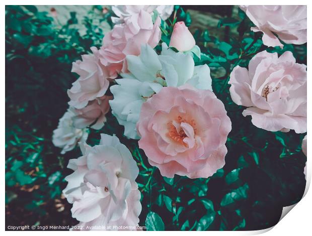 Closeup shot of roses on a bush Print by Ingo Menhard