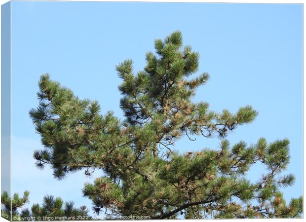 Pine tree on blue sky background Canvas Print by Ingo Menhard