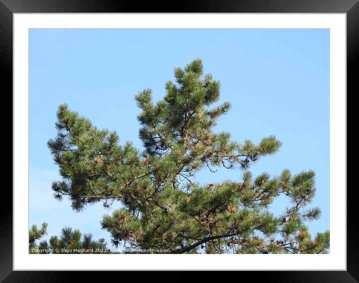 Pine tree on blue sky background Framed Mounted Print by Ingo Menhard