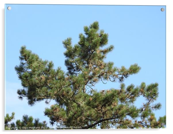 Pine tree on blue sky background Acrylic by Ingo Menhard