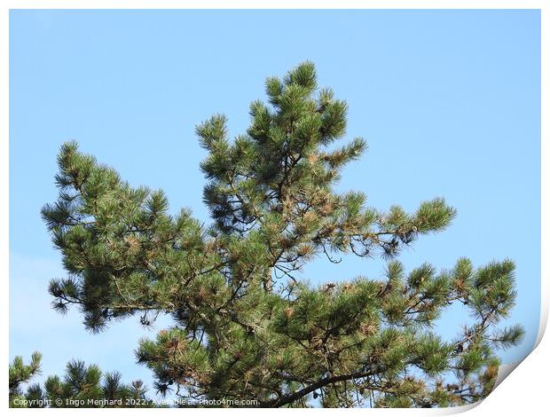 Pine tree on blue sky background Print by Ingo Menhard