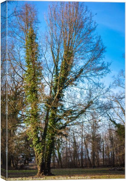 Vertical shot of a tree in a park on a sunny day Canvas Print by Ingo Menhard
