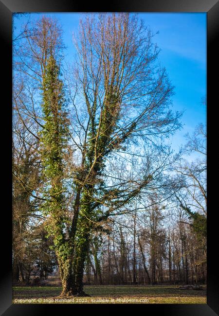 Vertical shot of a tree in a park on a sunny day Framed Print by Ingo Menhard