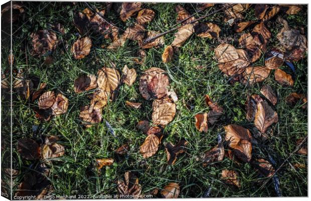 Top view of fallen dry leaves on the ground Canvas Print by Ingo Menhard