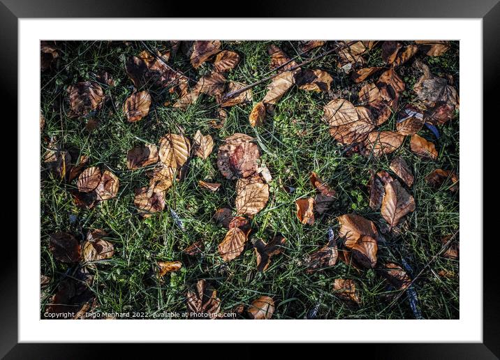 Top view of fallen dry leaves on the ground Framed Mounted Print by Ingo Menhard