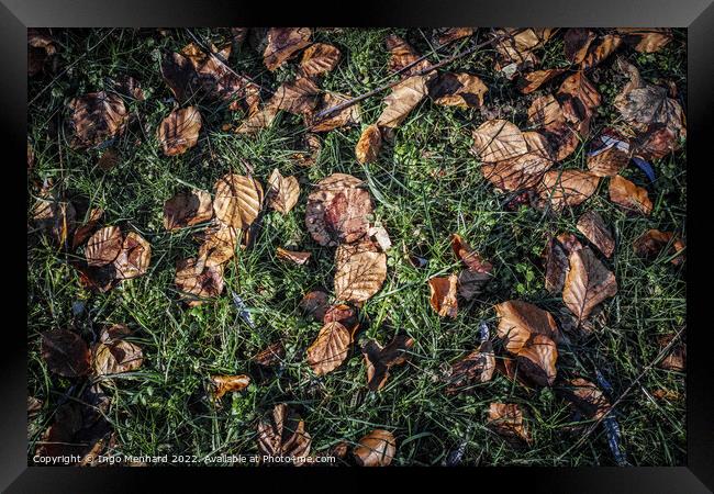 Top view of fallen dry leaves on the ground Framed Print by Ingo Menhard