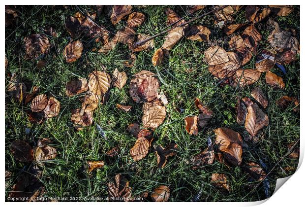 Top view of fallen dry leaves on the ground Print by Ingo Menhard