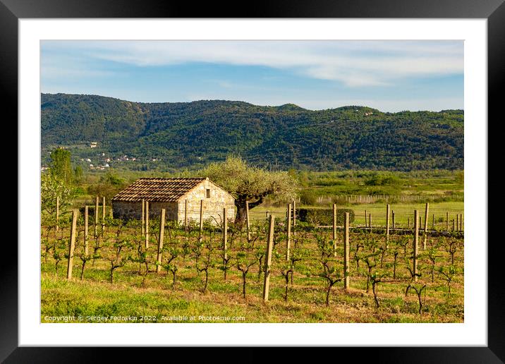 Barn in vineyard in croatian valley. Early summer. Framed Mounted Print by Sergey Fedoskin