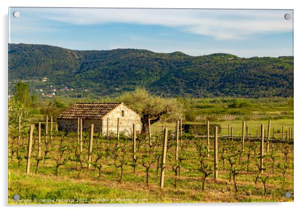 Barn in vineyard in croatian valley. Early summer. Acrylic by Sergey Fedoskin