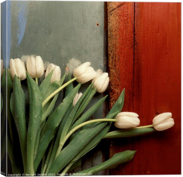 White tulips Canvas Print by Bernard Jaubert