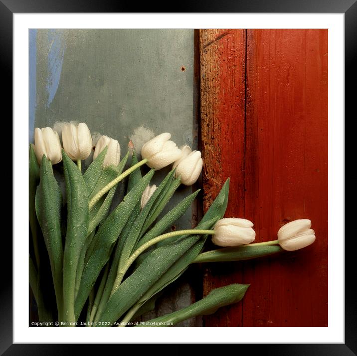 White tulips Framed Mounted Print by Bernard Jaubert