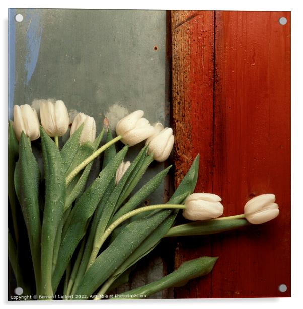 White tulips Acrylic by Bernard Jaubert