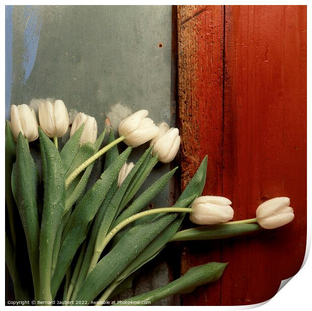 White tulips Print by Bernard Jaubert