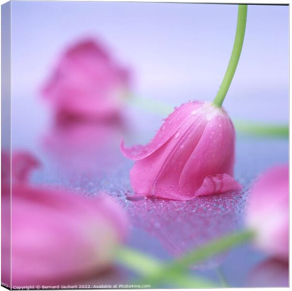 Pink tulips put on a table. Canvas Print by Bernard Jaubert