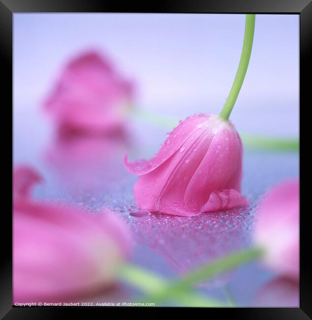 Pink tulips put on a table. Framed Print by Bernard Jaubert