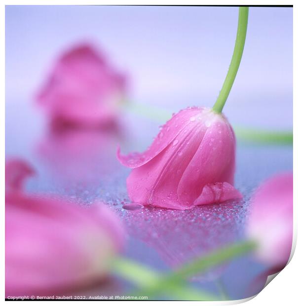 Pink tulips put on a table. Print by Bernard Jaubert