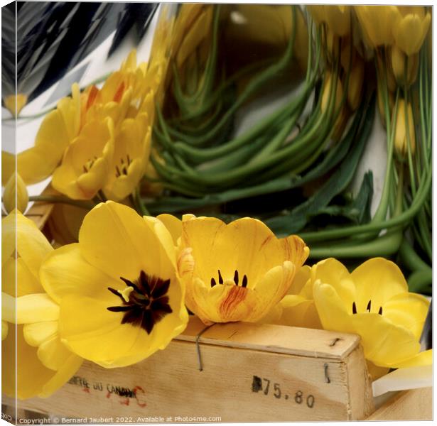 Bunch of yellow tulips Canvas Print by Bernard Jaubert