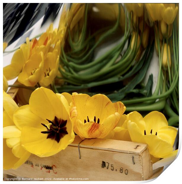 Bunch of yellow tulips Print by Bernard Jaubert