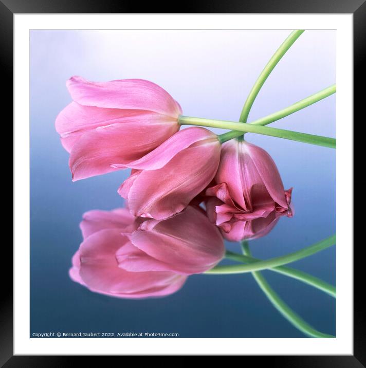 Pink tulips Framed Mounted Print by Bernard Jaubert