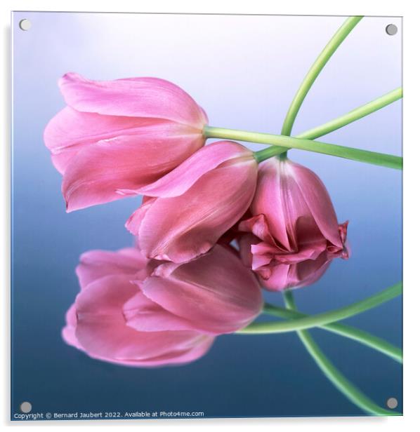 Pink tulips Acrylic by Bernard Jaubert