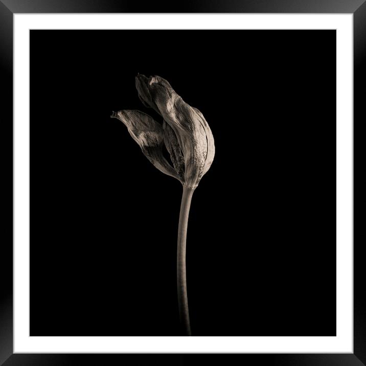 Wilted tulip Framed Mounted Print by Bernard Jaubert