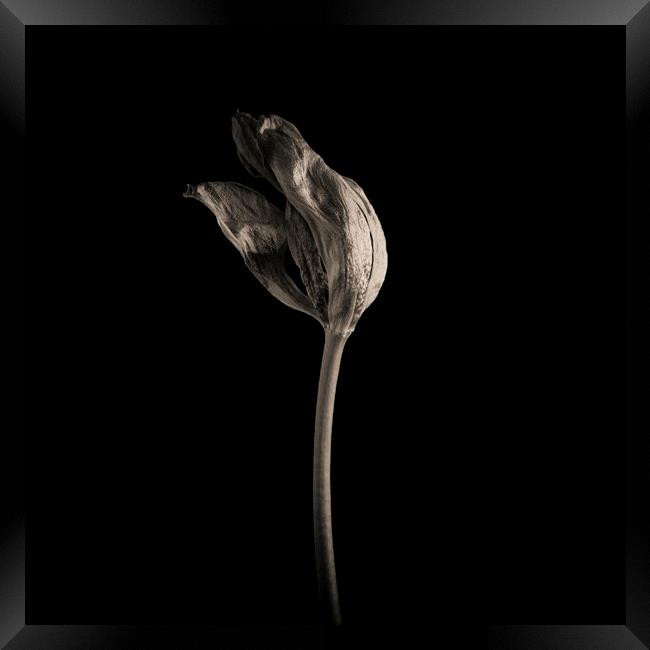 Wilted tulip Framed Print by Bernard Jaubert