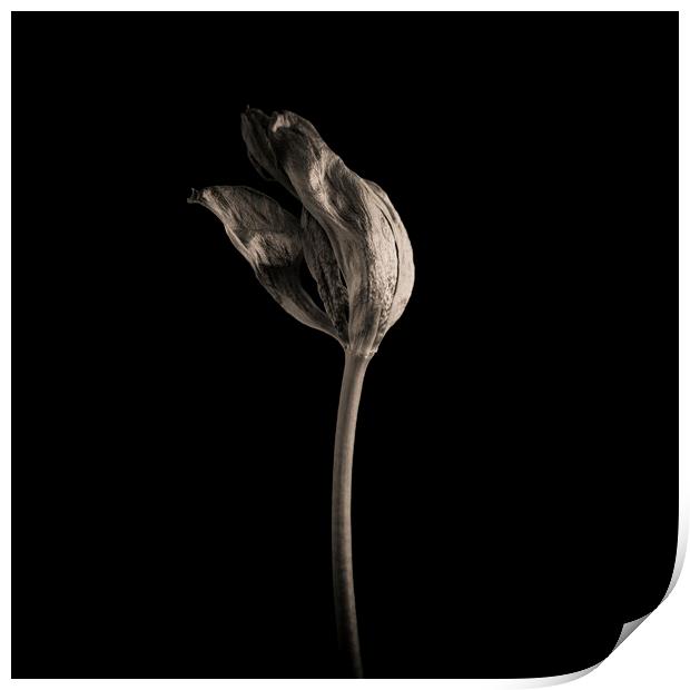 Wilted tulip Print by Bernard Jaubert