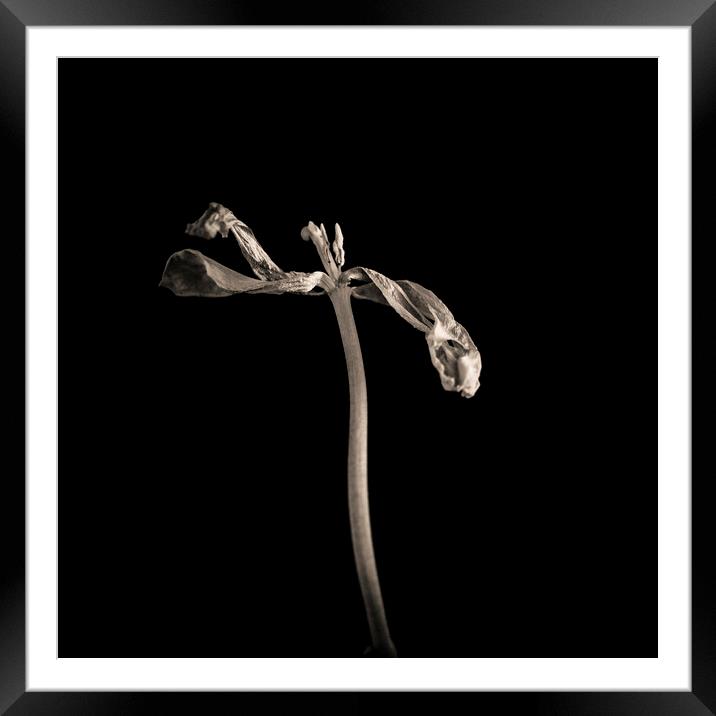 Wilted tulip Framed Mounted Print by Bernard Jaubert