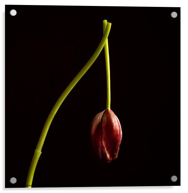 Faded red tulip Acrylic by Bernard Jaubert
