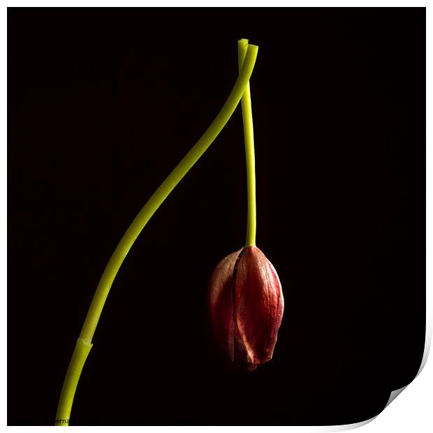 Faded red tulip Print by Bernard Jaubert