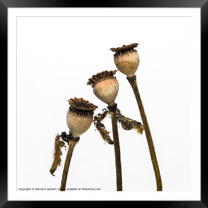 Dry poppy heads Framed Mounted Print by Bernard Jaubert